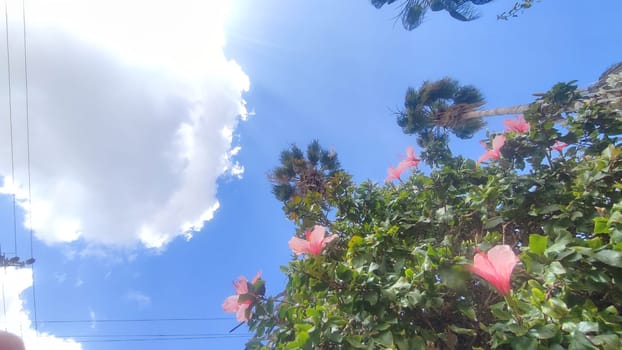tropical pink flowers, green bush leaves, blue sky, cloud nature. High quality photo