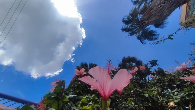 tropical pink flowers, green bush leaves, blue sky, cloud nature. High quality photo
