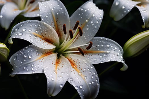 Sparkling Lily flower water drops. Fresh natural botany. Generate Ai