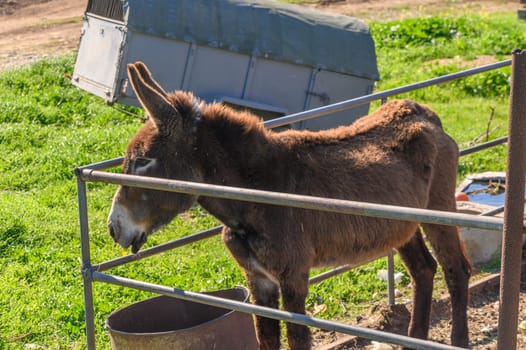 donkey in a pen in the village in winter 5