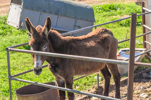 donkey in a pen in the village in winter 4