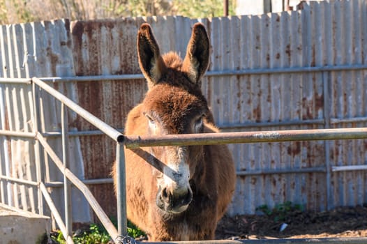 donkey in a pen in the village in winter 2