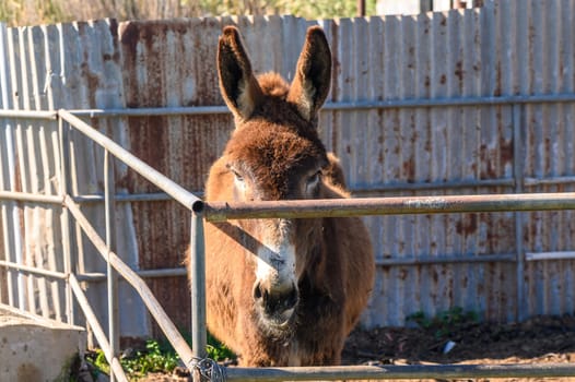 donkey in a pen in the village in winter 1