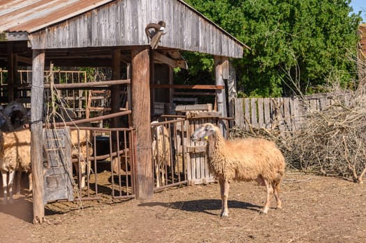 Funny sheep. Portrait of sheep showing tongue.3