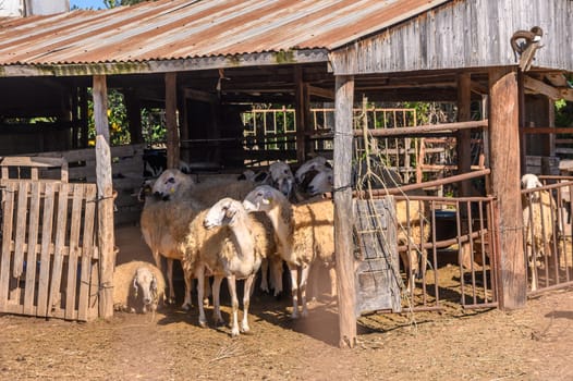 herd of sheep walks freely on a farm on a sunny day, eco farm concept1