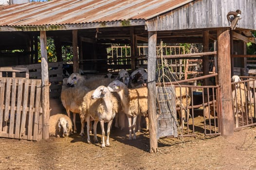 herd of sheep walks freely on a farm on a sunny day, eco farm concept