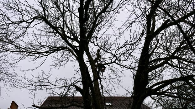 A person, man, arborist is chopping and cutting a tree in front of a house under the cloudy winter sky, altering the natural landscap