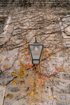 Lantern hangs on an old stone house woven with ivy branches. High quality photo