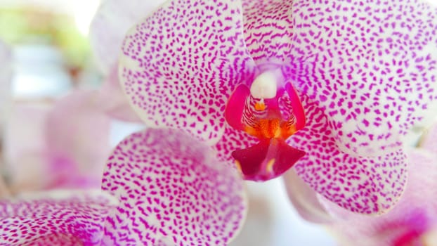 Beautiful pink and white orchid very rare, Phalaenopsis spp orchid or Cymbidium devonianum Paxton locals in asian called it anggrek merah muda in the garden during the summer