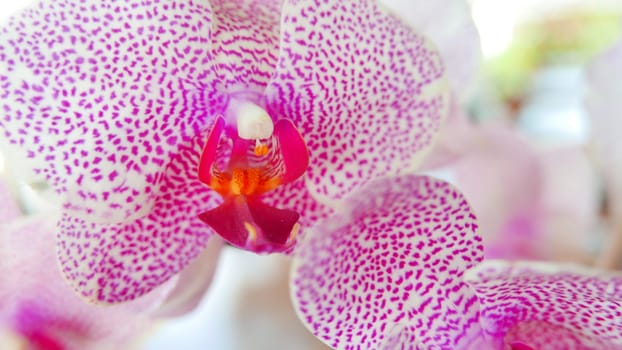 Beautiful pink and white orchid very rare, Phalaenopsis spp orchid or Cymbidium devonianum Paxton locals in asian called it anggrek merah muda in the garden during the summer