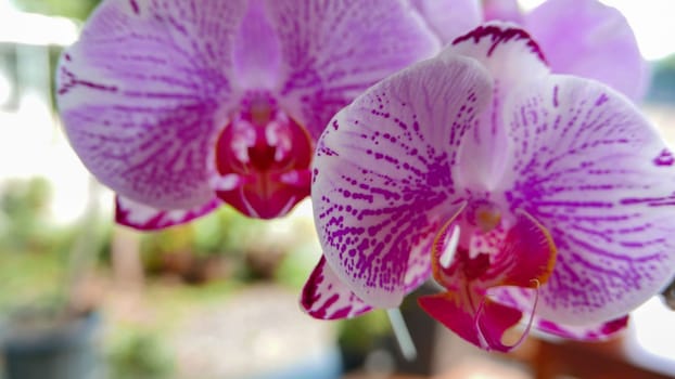 Beautiful pink and white orchid very rare, Phalaenopsis spp orchid or Cymbidium devonianum Paxton locals in asian called it anggrek merah muda in the garden during the summer