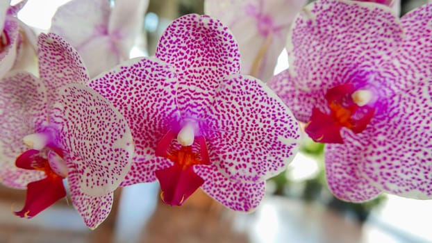 Beautiful pink and white orchid very rare, Phalaenopsis spp orchid or Cymbidium devonianum Paxton locals in asian called it anggrek merah muda in the garden during the summer
