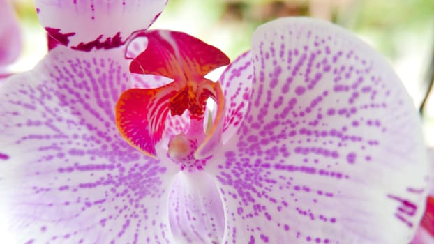 Beautiful pink and white orchid very rare, Phalaenopsis spp orchid or Cymbidium devonianum Paxton locals in asian called it anggrek merah muda in the garden during the summer