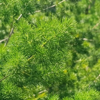 pine tree leaves, Fir tree lunch close up. Shallow focus. Brunch of fluffy fir trees close up. Christmas wallpaper concept. Copy space. in mountainous area