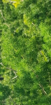 pine tree leaves, Fir tree lunch close up. Shallow focus. Brunch of fluffy fir trees close up. Christmas wallpaper concept. Copy space. in mountainous area