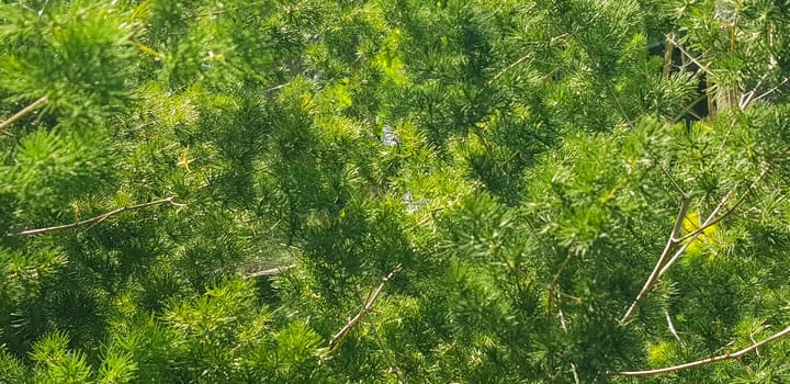 pine tree leaves, Fir tree lunch close up. Shallow focus. Brunch of fluffy fir trees close up. Christmas wallpaper concept. Copy space. in mountainous area