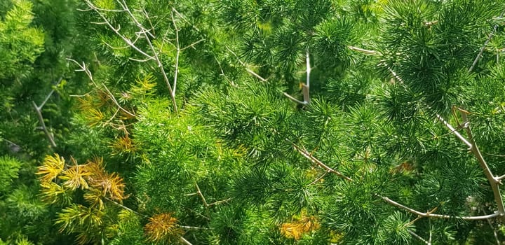 pine tree leaves, Fir tree lunch close up. Shallow focus. Brunch of fluffy fir trees close up. Christmas wallpaper concept. Copy space. in mountainous area