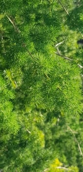 pine tree leaves, Fir tree lunch close up. Shallow focus. Brunch of fluffy fir trees close up. Christmas wallpaper concept. Copy space. in mountainous area