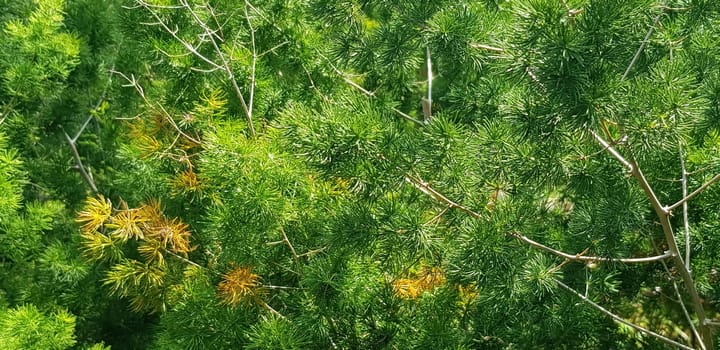 pine tree leaves, Fir tree lunch close up. Shallow focus. Brunch of fluffy fir trees close up. Christmas wallpaper concept. Copy space. in mountainous area