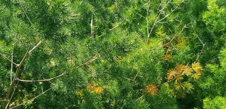 pine tree leaves, Fir tree lunch close up. Shallow focus. Brunch of fluffy fir trees close up. Christmas wallpaper concept. Copy space. in mountainous area