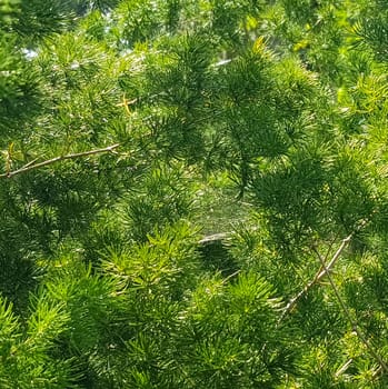 pine tree leaves, Fir tree lunch close up. Shallow focus. Brunch of fluffy fir trees close up. Christmas wallpaper concept. Copy space. in mountainous area