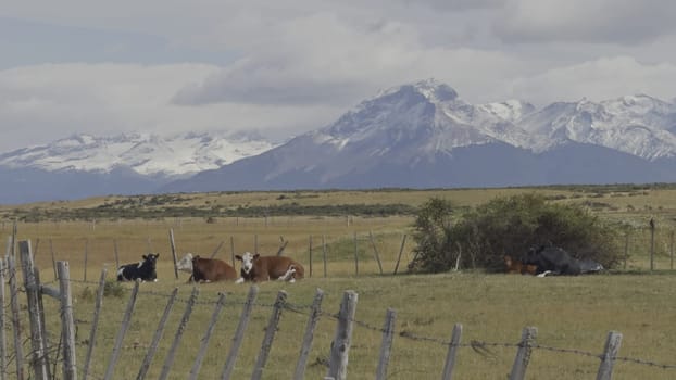 Herd of cows lounging and chewing cud in Patagonia, amid snowy mountains and glaciers.