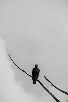 Black and white photo of a baldeagle sitting on a dead tree branch and staring straight ahead, Central British Columbia, Canada