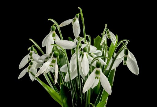 Beautiful blooming White Galanthus flower or snowdrops on a black background. Flower head close-up.