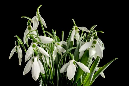 Beautiful blooming White Galanthus flower or snowdrops on a black background. Flower head close-up.