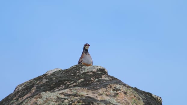 A solitary partridge sits atop a rock against a vast blue sky.