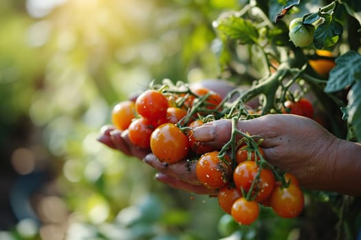 Ripe cherry tomatoes on a branch against a background of sunny bokeh.