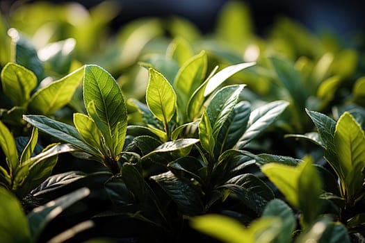 Tea leaves close-up, background with tea leaves