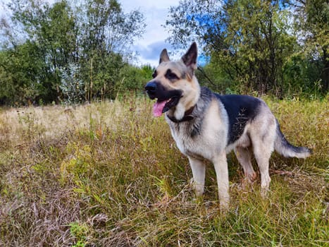 Big dog German Shepherd in a field with green and yellow grass in summer or autumn season. Russian eastern European dog veo walk on nature