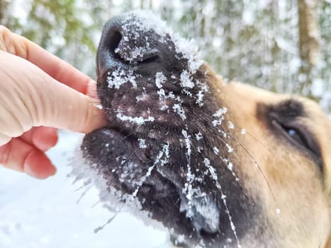 A treat for German Shepherd dog during training. Education eastern European dog veo and white snow. Partial focus