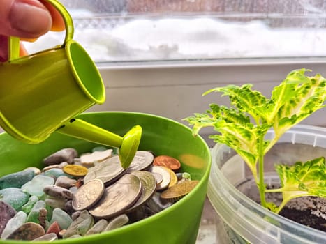 Watering Coins and Plants on Sunny Windowsill. The concept of caring for the growth and multiplication of money and finances