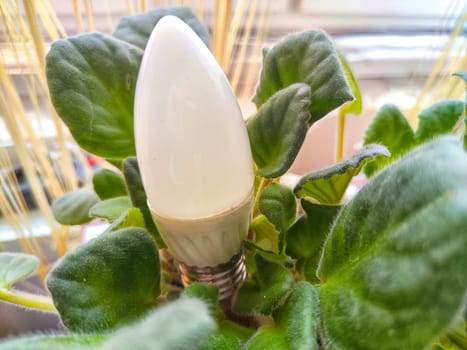 Transparent glass lamp in a green violet plant like a flower. The end of the environmental friendliness of energy-saving LED lamps
