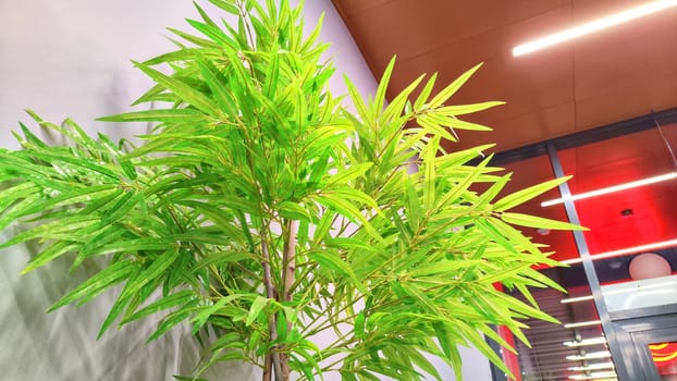 Lush greenery accentuating an office entrance. Potted Plant in a Modern Office Lobby. Decorative bamboo plant