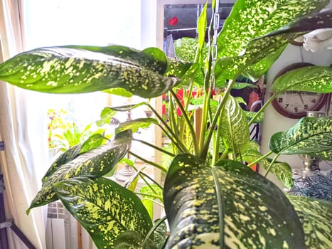 Dieffenbachia plant in a pot on a stool by the window. Retro interior in light colors. Background with plant with green leaves and fabric