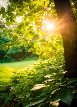 sun rays through the trees in the park. Selective focus. nature.