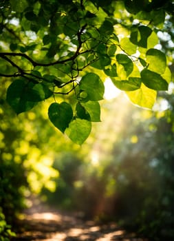 sun rays through the trees in the park. Selective focus. nature.