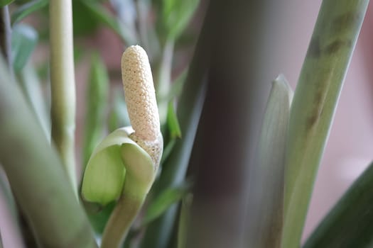 Blooming inflorescence of the house plant Zamioculcas. Flowering Zamioculcas at home, in a pot.