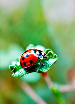 ladybug on the grass close-up. Selective focus. nature.