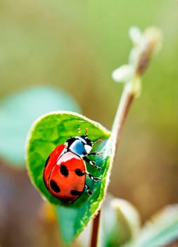 ladybug on the grass close-up. Selective focus. nature.