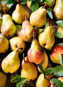 pear harvest close-up on the table. Selective focus. food.