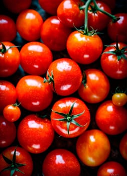 harvest of tomatoes in the garden. Selective focus. food.