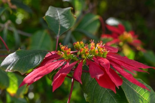 red tropical flowers bloom on the street in cyprus 2