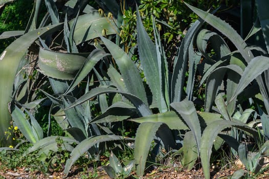 aloe bush growing on the street in Cyprus