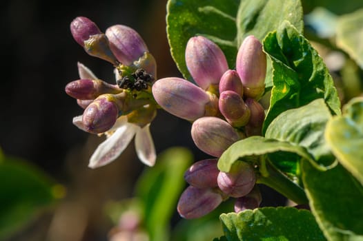 lemon; flowers, leaves and buds, Citrus lemon, Rutaceae 2
