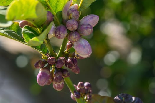 lemon; flowers, leaves and buds, Citrus lemon, Rutaceae 1