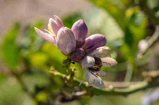 lemon; flowers, leaves and buds, Citrus lemon, Rutaceae